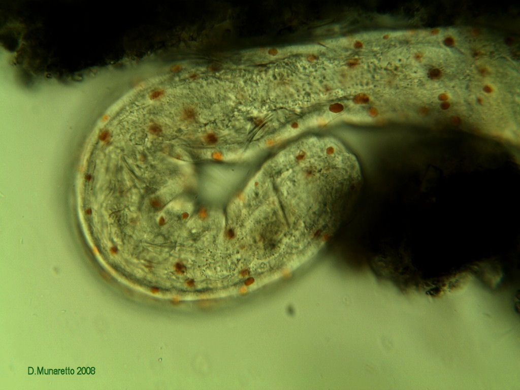 Verme a pallini rossi... [ Aeolosoma sp. ]